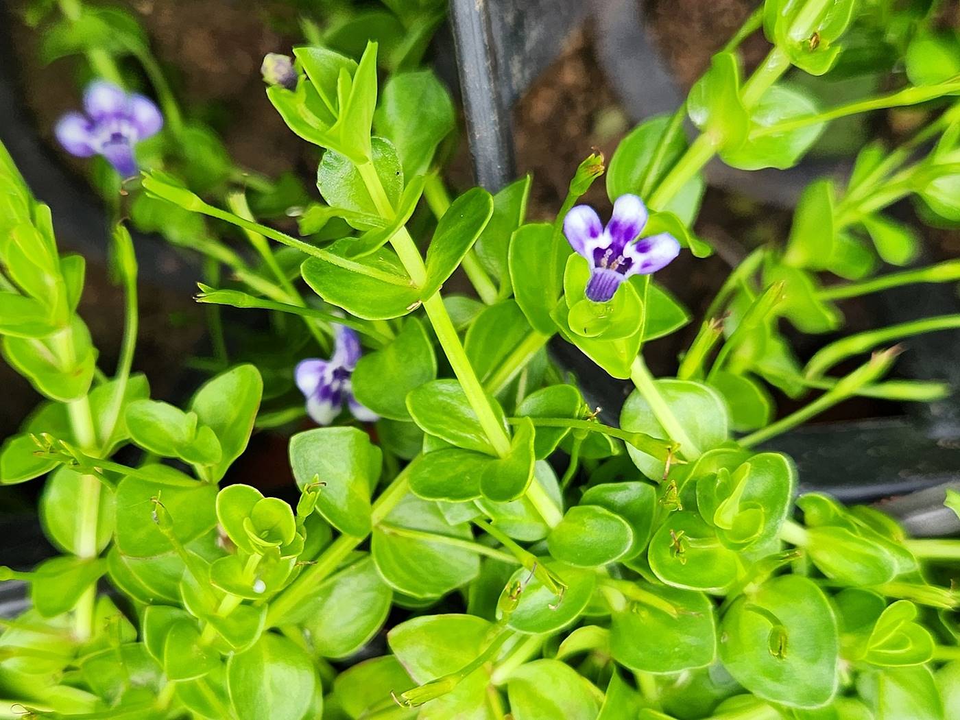 눈동자꽃(히도미)