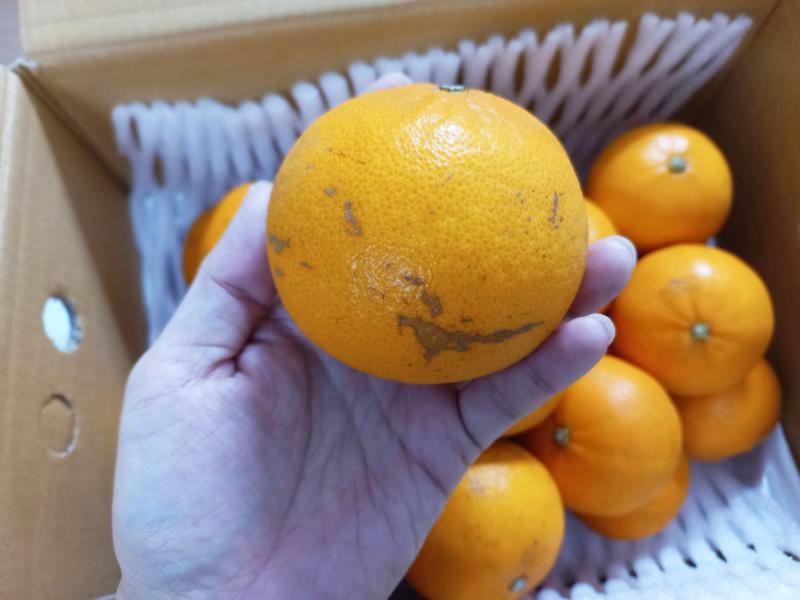 못난이 천혜향 구매 후기