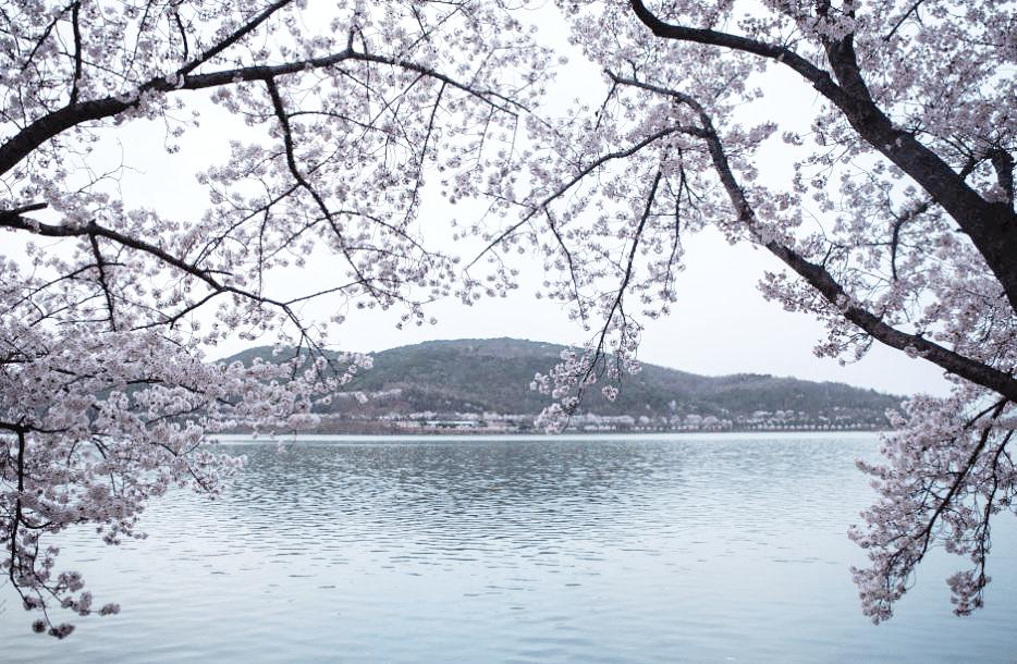 경주 보문호수 보문사 벚꽃 명소