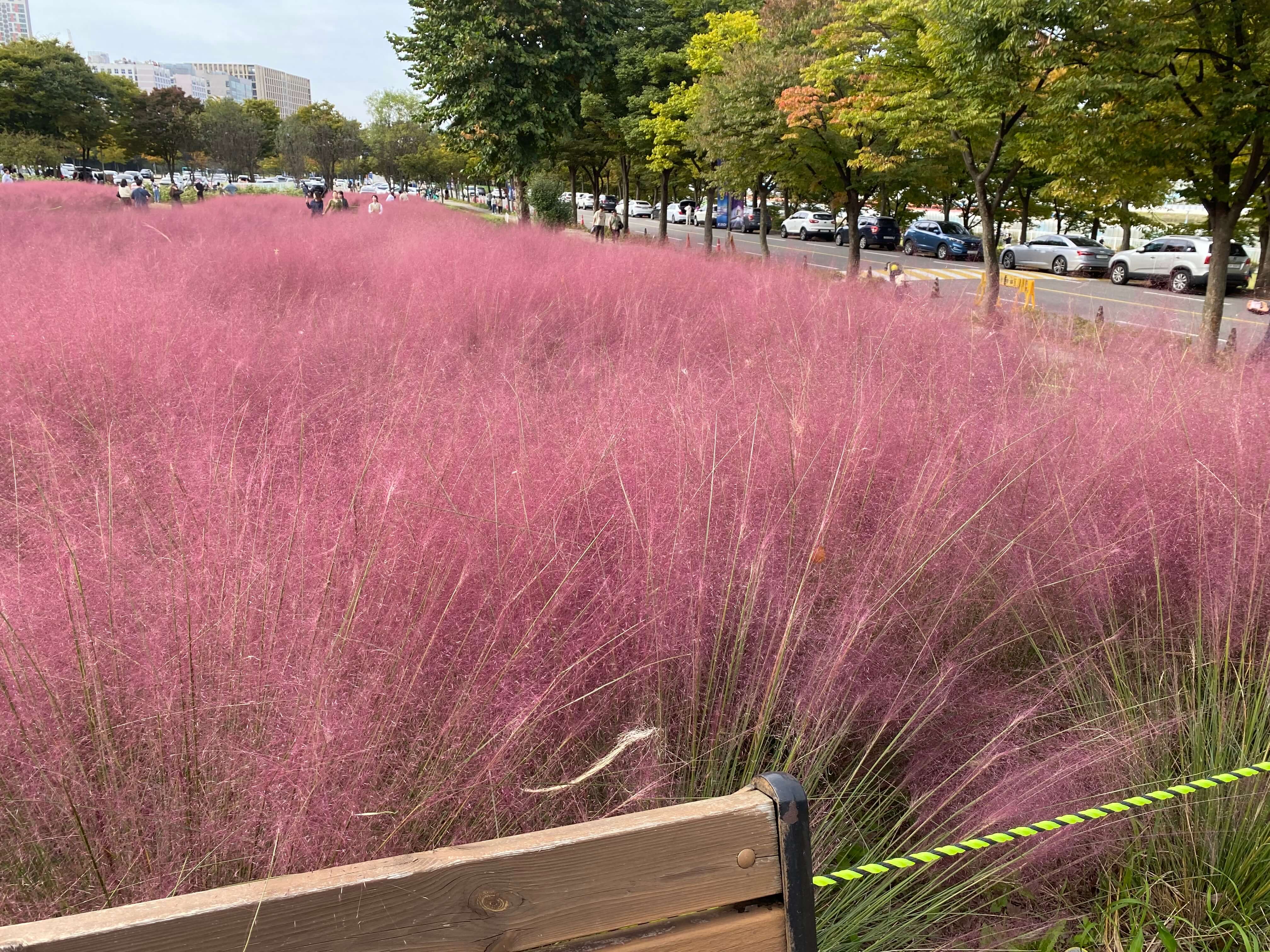 핑크뮬리 하남미사 경정공원 조정경기장