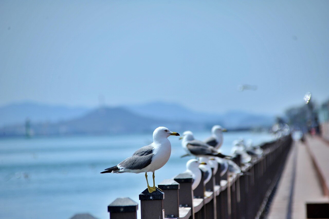 2025년 충남지역 해수욕장 개장일 폐장일 안내