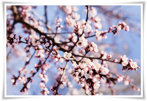 "살구꽃과 살구" 수줍은 듯 피어나는 봄 날의 은밀한 분홍빛 속삭임!