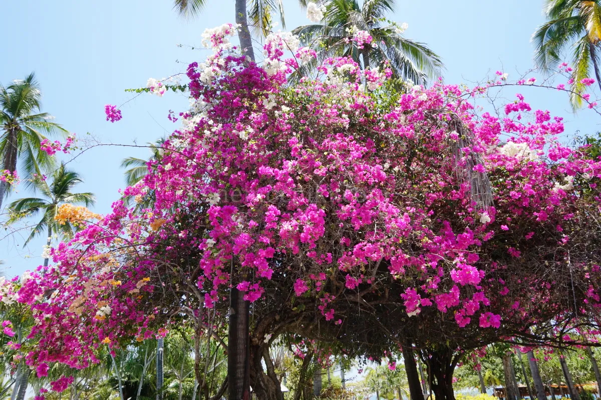 필리핀팔라완-도스팔마스리조트-꽃