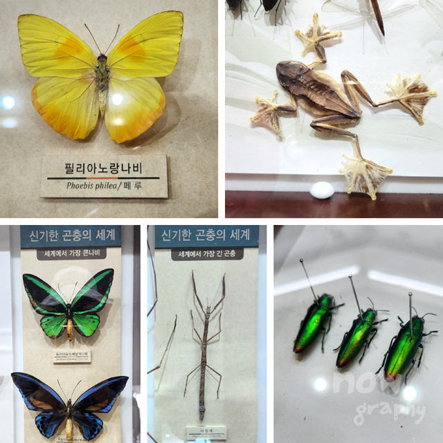 아산시-생태곤충원