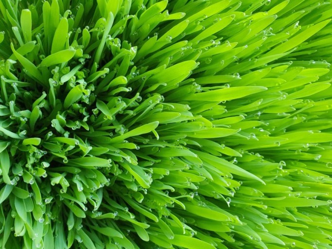 새싹보리 효능 해독작용