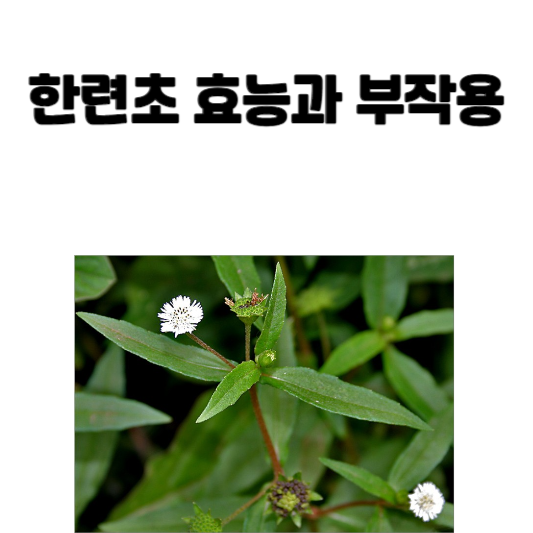 한련초 효능과 부작용