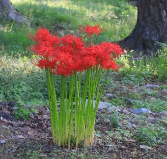 꽃무릇과 상사화 차이 요약 정리를 한눈에_16