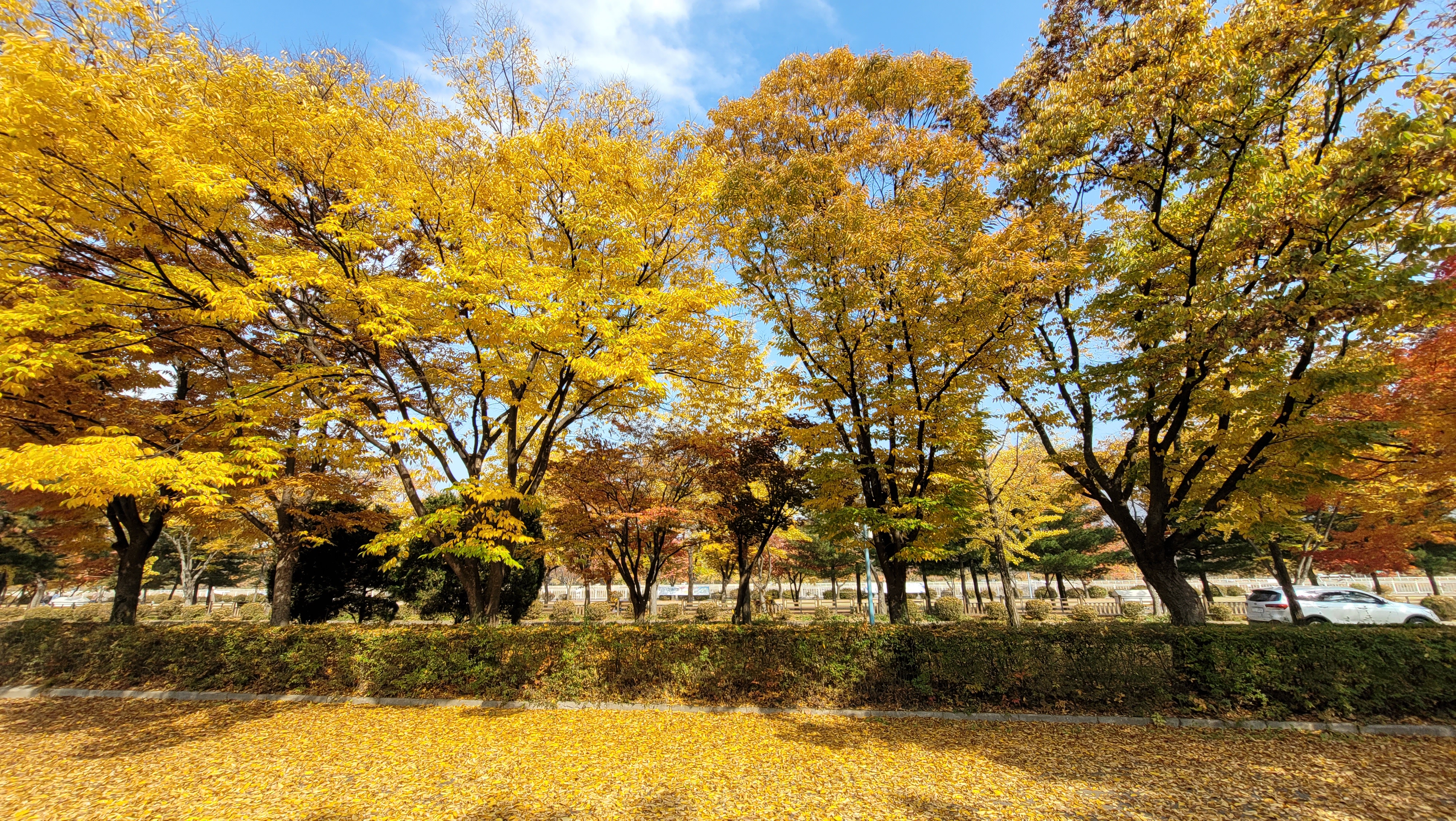 청평사의 노랗게 물든 단풍