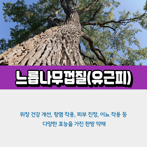 느릅나무껍질