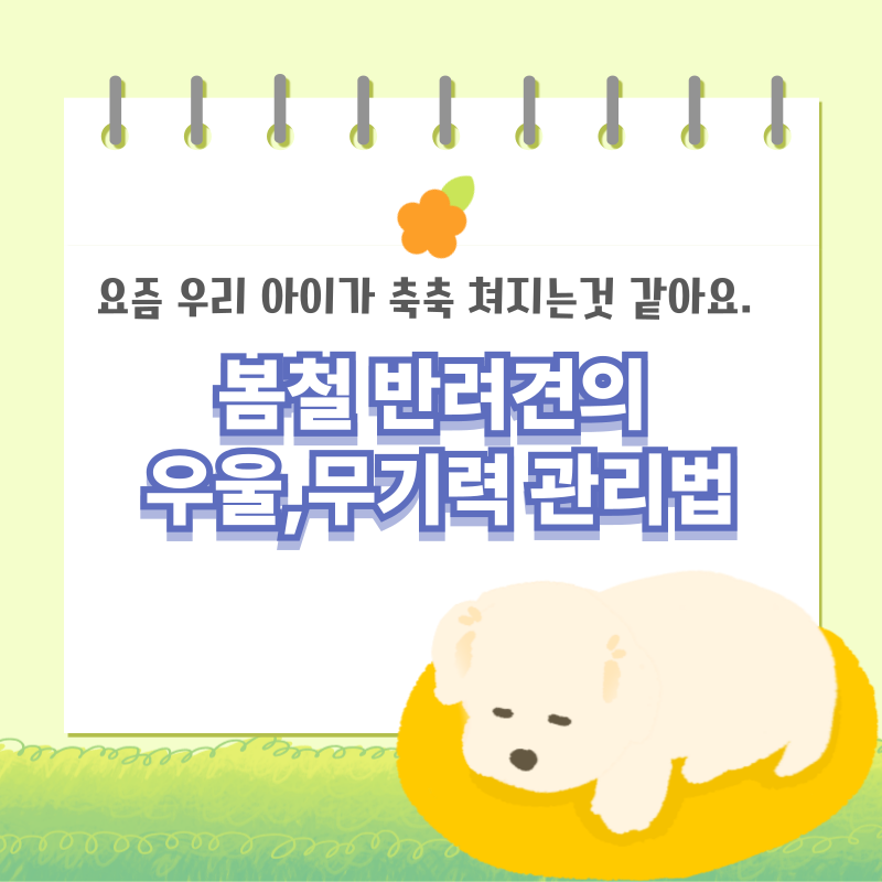 봄철 반려견의 우울무기력