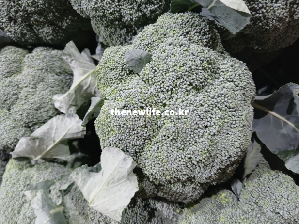 100g당 34kcal의 낮은 열량과 높은 항산화 성분을 가진 효능이 풍부한 신선한 브로콜리 실물 사진