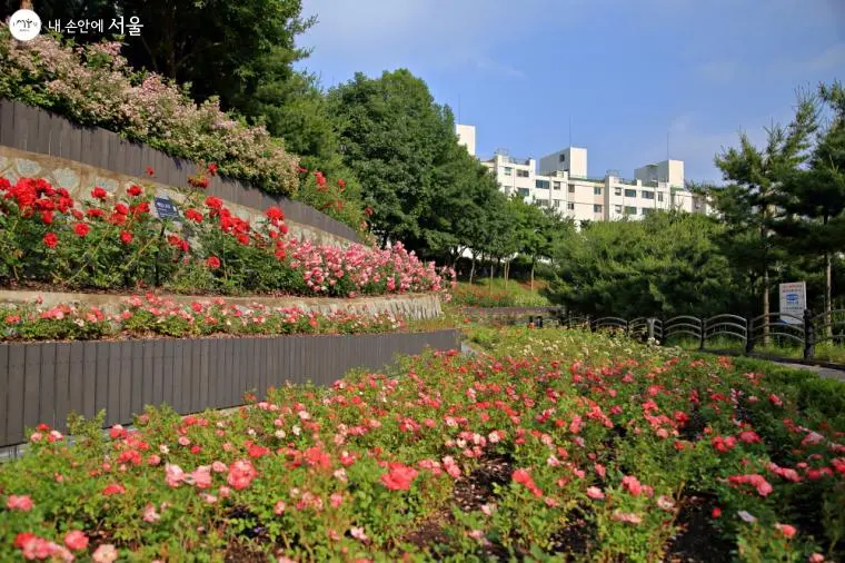 서울 대현산 장미축제