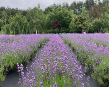 고성 라벤더 축제 하늬 라벤더 팜_24