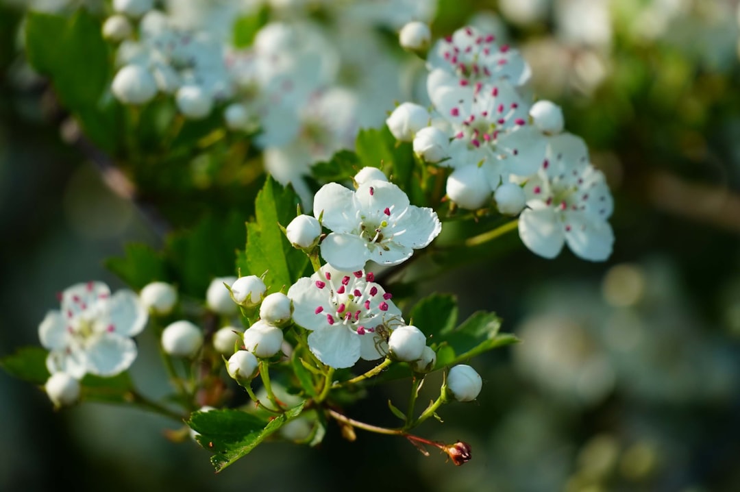 Hawthorn