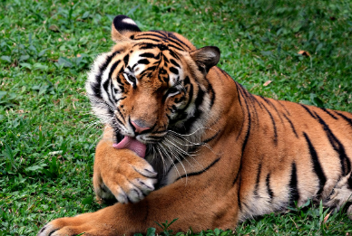 2025년 7월 호랑이띠(생년별) 운세