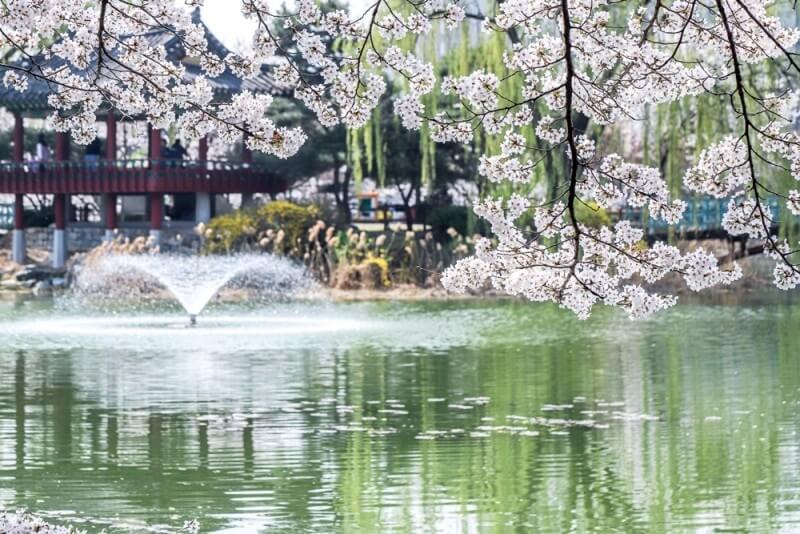 2024 숨은 벚꽃명소 / 수도권 벗꽃명소 벚꽃여행