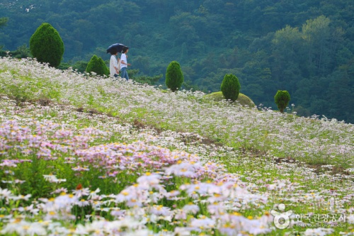 정읍_구절초_축제