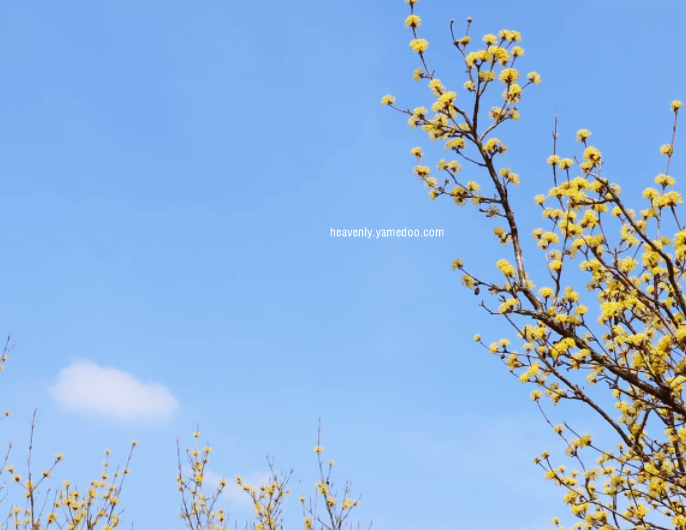 구례 산수유축제
