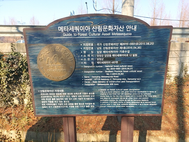 메타세쿼이아