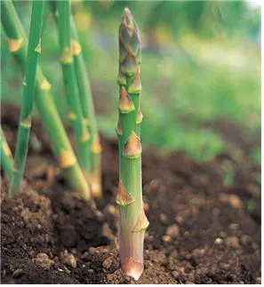 아스파라거스 재배 이식 시기 순 수확 내한성 관리_9