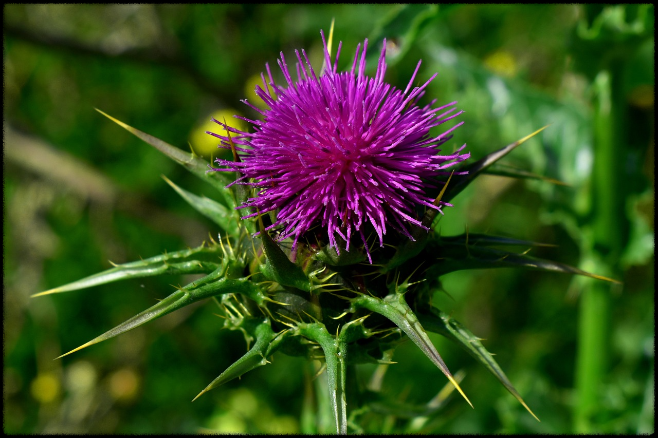 밀크씨슬 이미지26