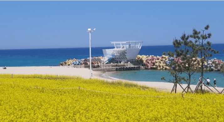 강릉 사근진 해변 유채꽃밭