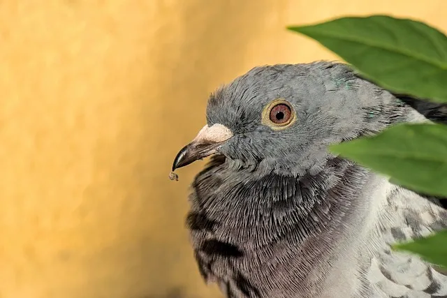 디모데전서 4장 12절 묵상 - 누구든지 네 연소함을 업신여기지 못하게 하고 믿는 자에게 본이 되어_7