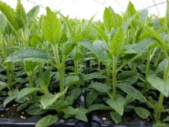 초석잠 재배 씨눈 맞추기 보온 피복 수확 정리_5