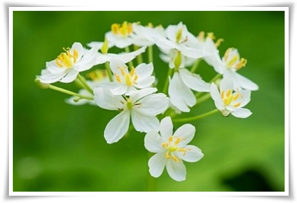 "산하엽" 비에 젖으면 투명해지는 숲 속의 보석 신기한 마법의 꽃!