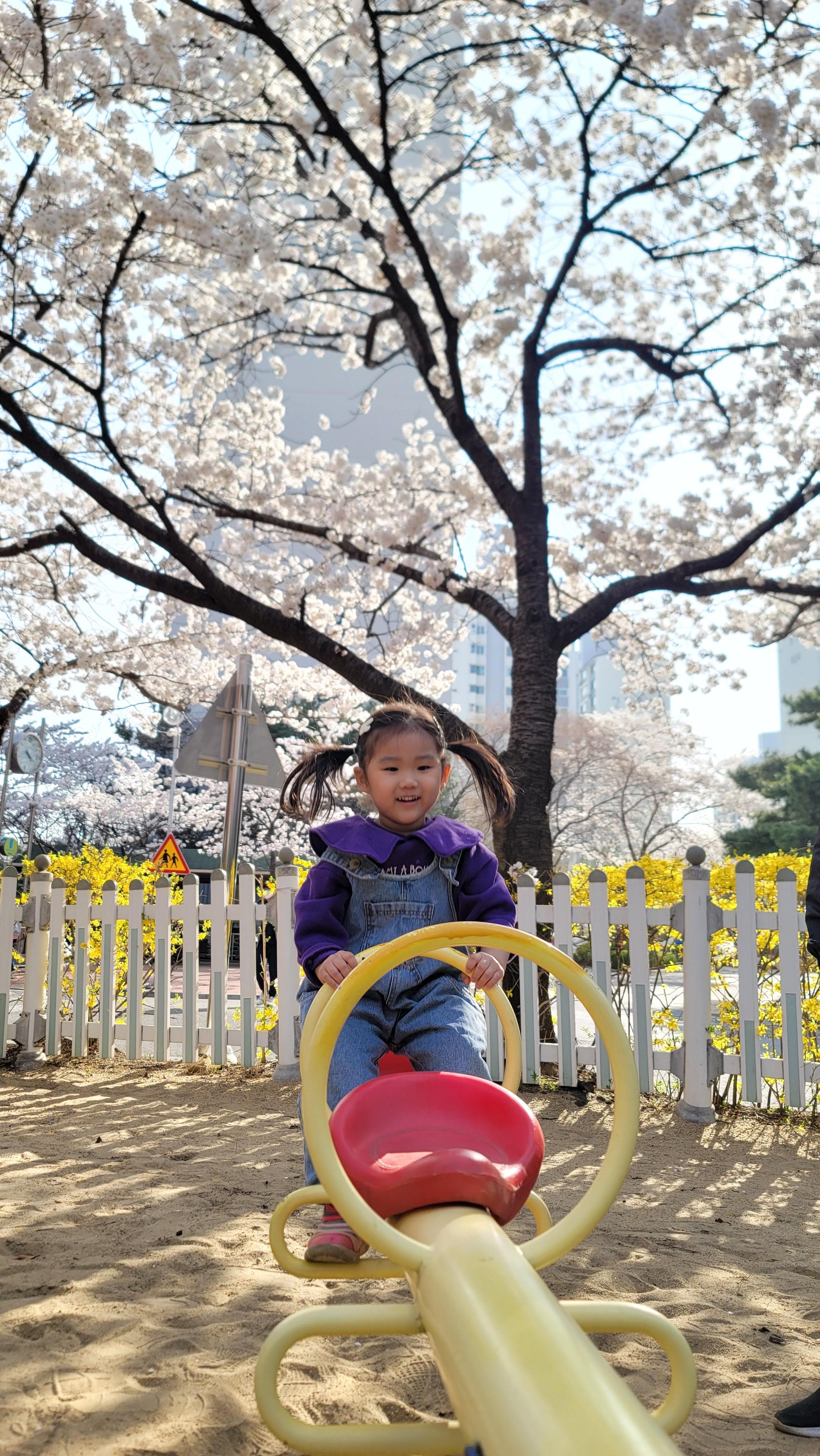 수원 숨은 벚꽃 명소