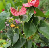 안스리움 관리법 알아보기