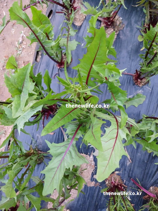 안토시아닌이 풍부하여 샐러드와 비빔밥 재료로 훌륭한 싱싱한 적치커리 실물