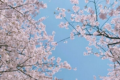 진해군항제 무료 셔틀버스 노선도&amp;#44; 기차 예매 꿀팁