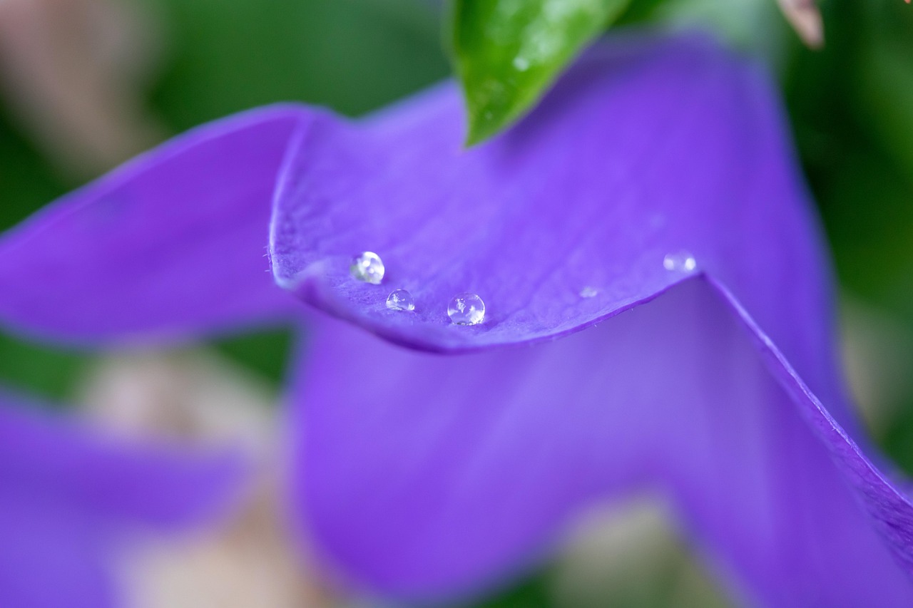 도라지 효능 부작용 총정리