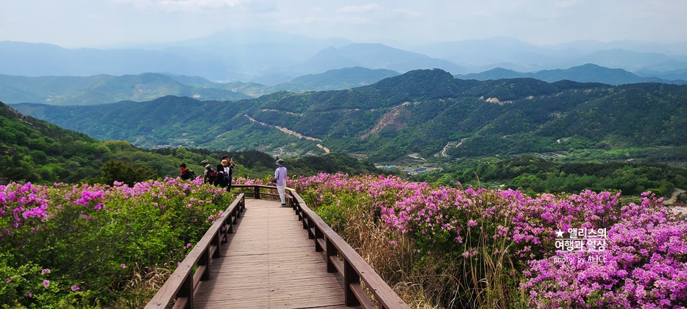 황매산 철쭉 개화시기, 셔틀버스, 산청 합천 5월 가볼만한곳