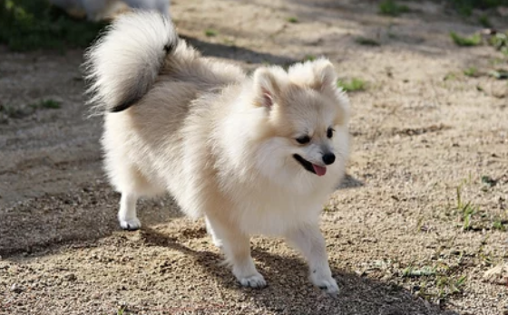 포메라니안/출처:어도비스톡