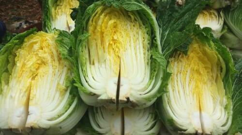 김장배추-수확-배추-손질하기