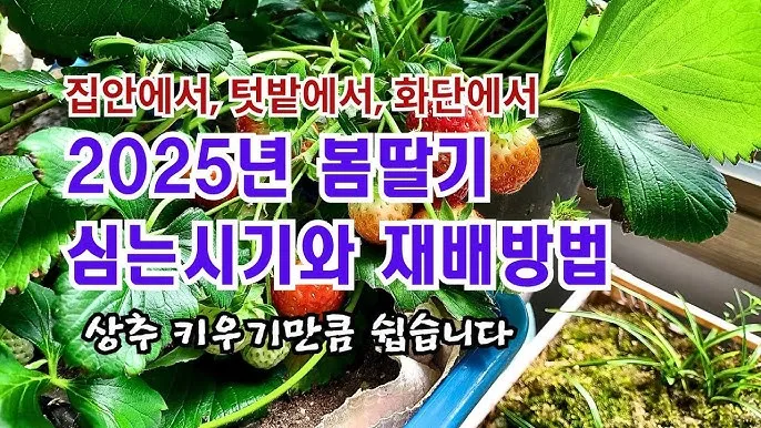 딸기 키우기 물주기 수경재배 비료관리 햇빛배치 실내 재배 팁_4