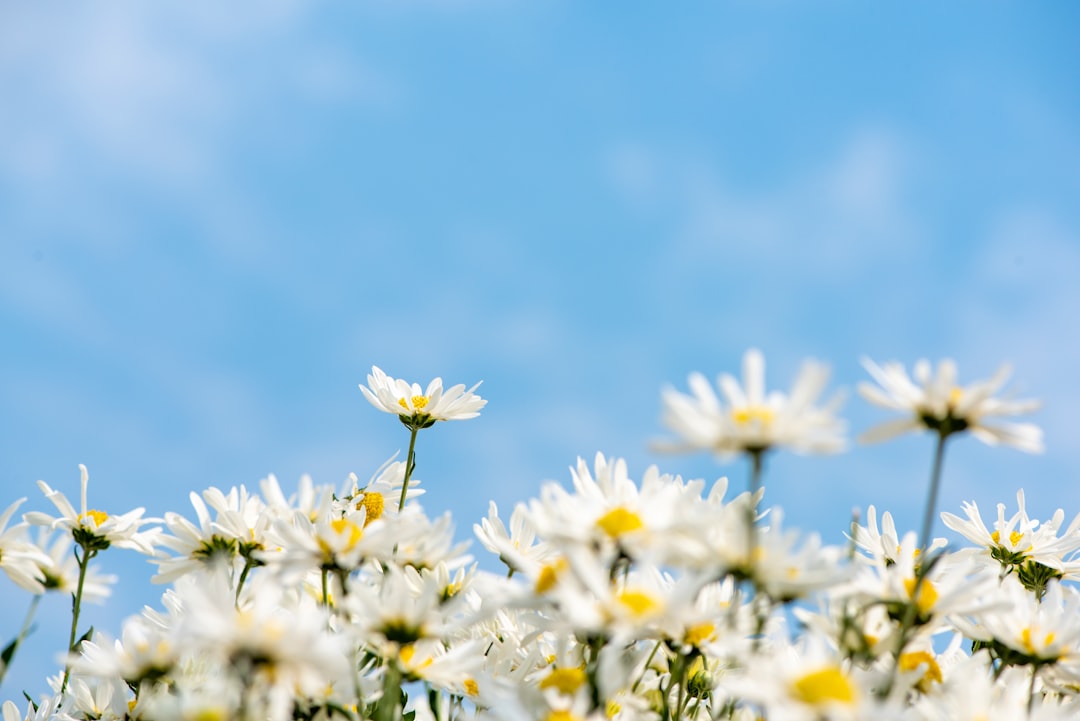 Daisy