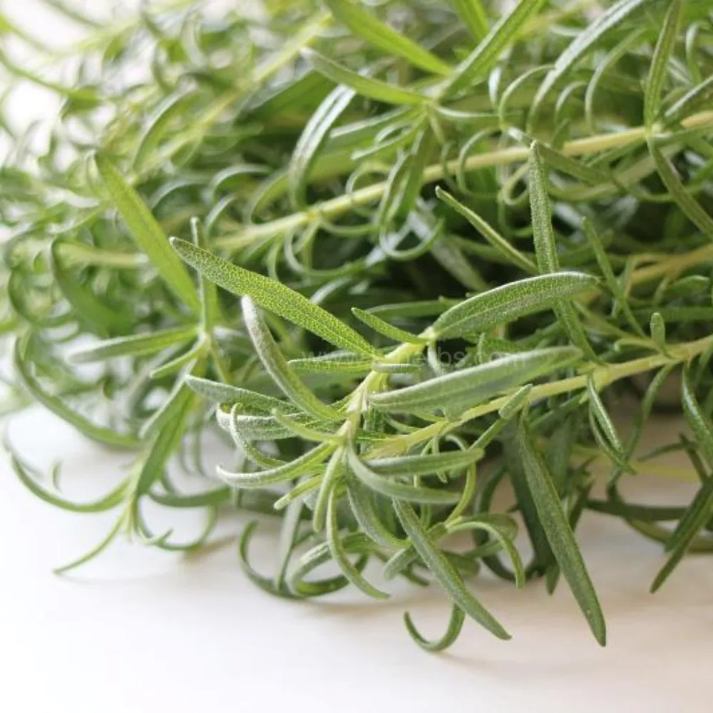 막 수확한 신선한 로즈마리