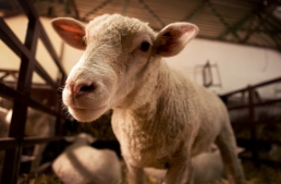 농축산물 할인지원