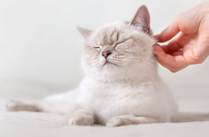 고양이를 쓰다듬는 꿈