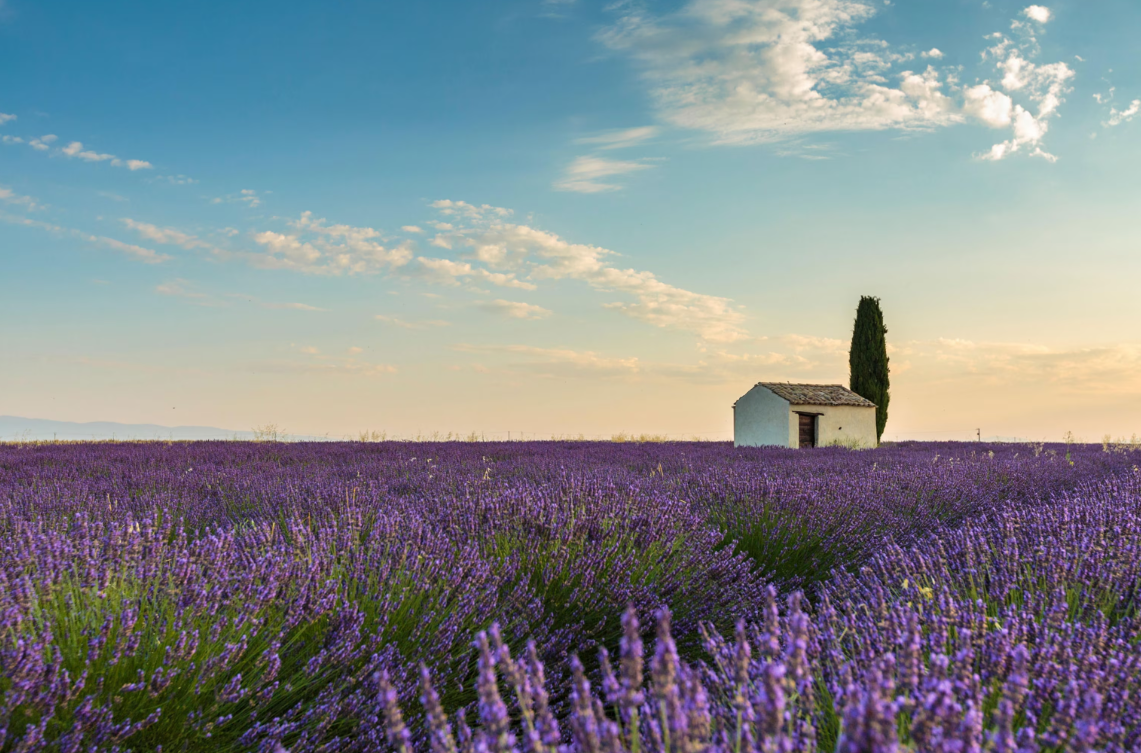 프로방스 관련 사진