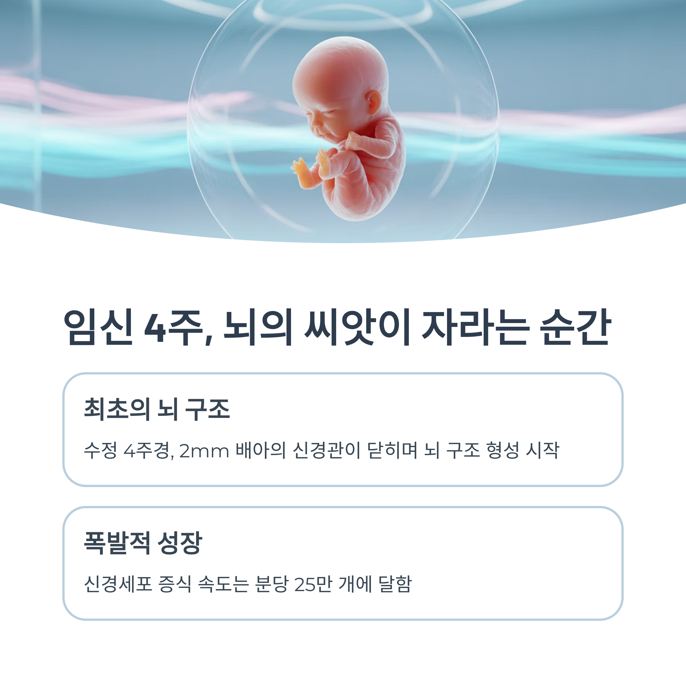 수정 4주차 태아의 모습과 함께, 신경관 형성 시작과 분당 25만 개 신경세포가 증식되는 초기 두뇌 형성 과정을 설명한 인포그래픽