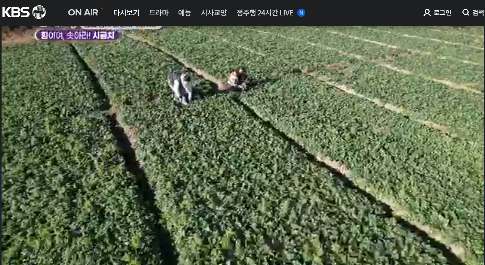 12월 23일 방송된 [ 시금치 - 경남 사천 ] 관련 정보입니다