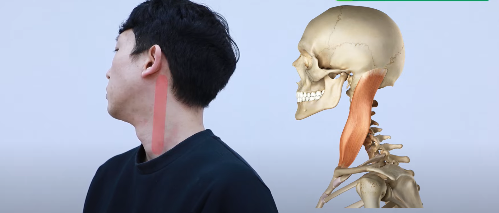 목, 어깨 담 걸렸을 때 빨리 푸는 법 스트레칭 4가지