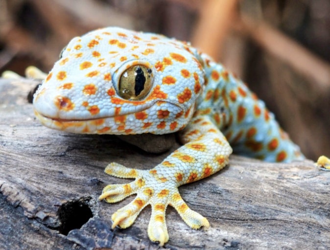 게코 도마뱀 발의 마법: 손끝으로 붙인다, 꿈의 접착제