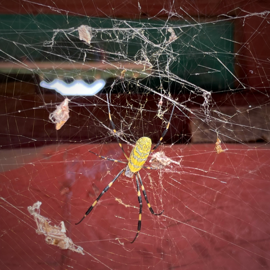 광명 구름산 가을산행 거미집