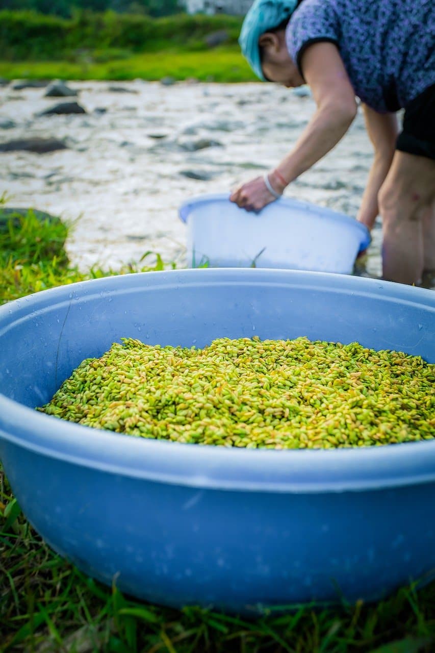 브르타뉴족의 켈트 전통: 음악, 춤, 그리고 전설