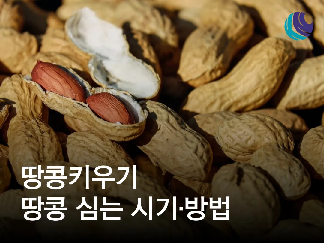 땅콩 심는 시기 수확시기 모종 파종_4